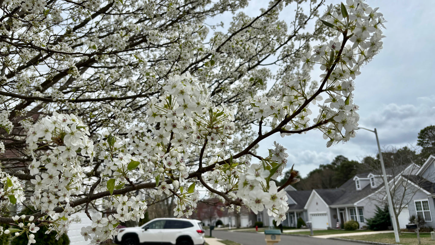 Spring 2025