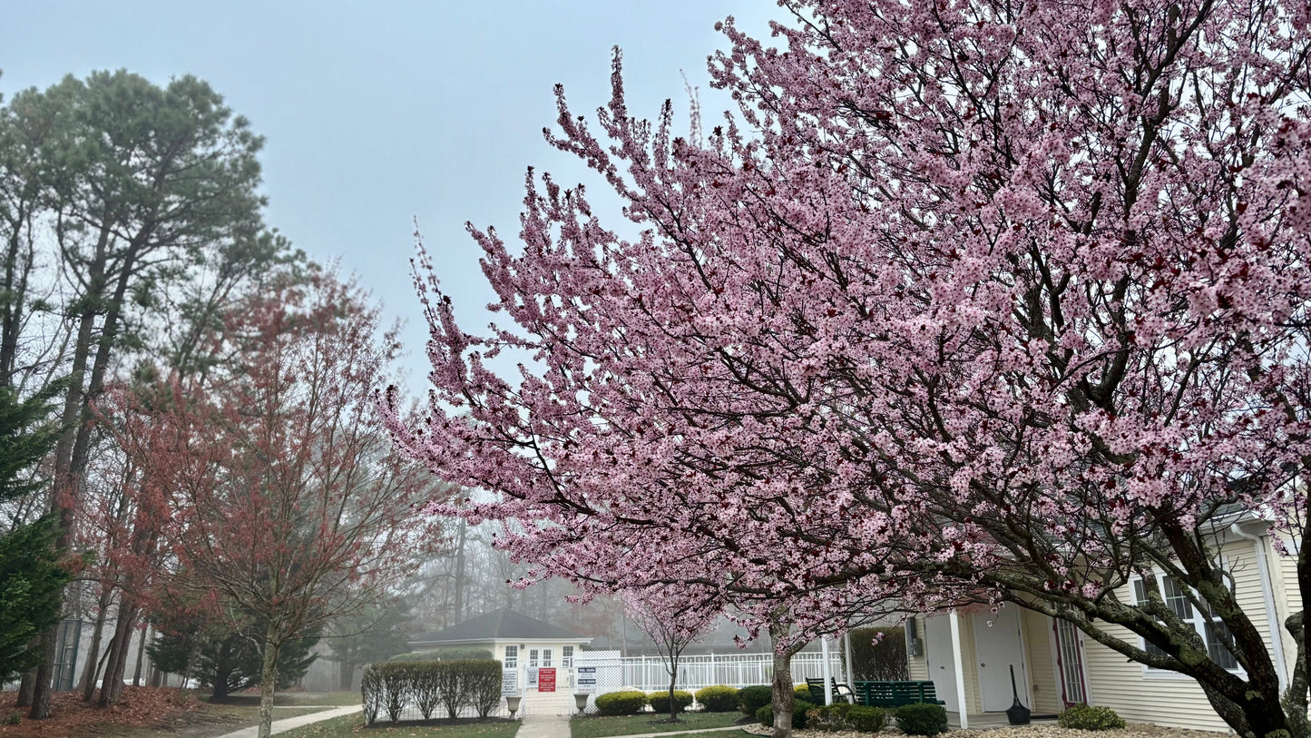 Spring 2025